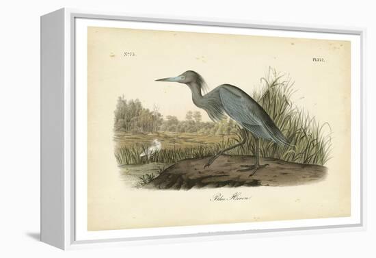 Audubon's Blue Heron-John James Audubon-Framed Stretched Canvas