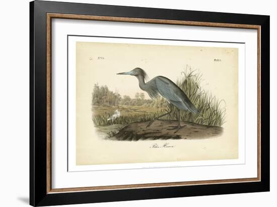 Audubon's Blue Heron-John James Audubon-Framed Premium Giclee Print