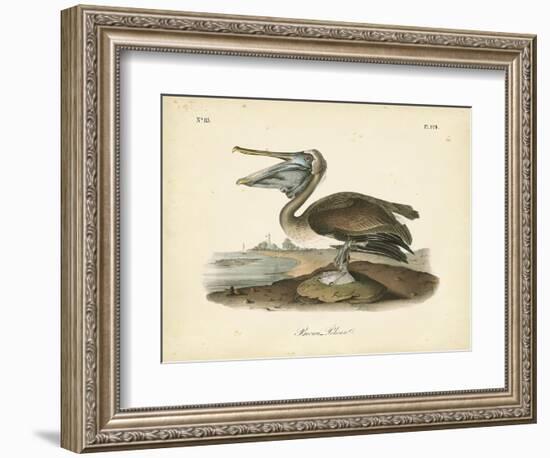 Audubon's Brown Pelican-John James Audubon-Framed Art Print