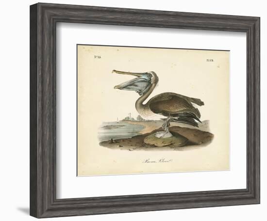 Audubon's Brown Pelican-John James Audubon-Framed Art Print