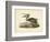 Audubon's Brown Pelican-John James Audubon-Framed Art Print