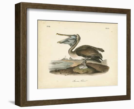 Audubon's Brown Pelican-John James Audubon-Framed Art Print