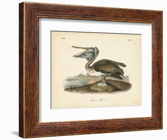 Audubon's Brown Pelican-John James Audubon-Framed Art Print