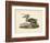 Audubon's Brown Pelican-John James Audubon-Framed Art Print