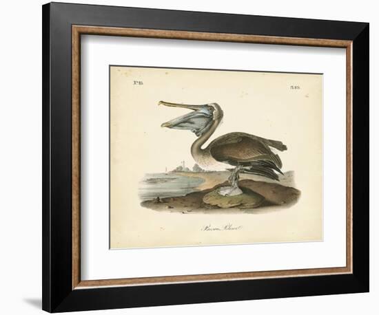 Audubon's Brown Pelican-John James Audubon-Framed Art Print