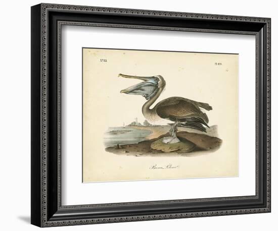 Audubon's Brown Pelican-John James Audubon-Framed Art Print