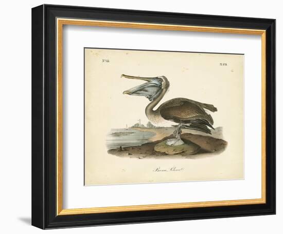 Audubon's Brown Pelican-John James Audubon-Framed Art Print