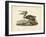 Audubon's Brown Pelican-John James Audubon-Framed Art Print