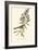 Audubon's Bunting-John James Audubon-Framed Premium Giclee Print