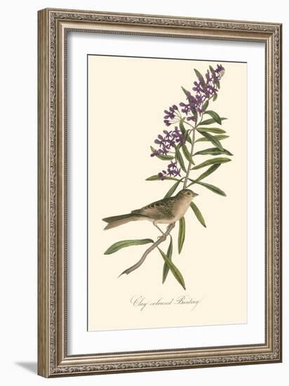 Audubon's Bunting-John James Audubon-Framed Art Print