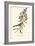 Audubon's Bunting-John James Audubon-Framed Art Print