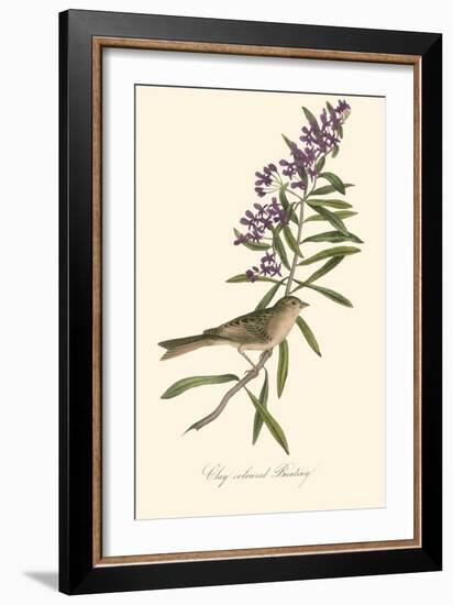 Audubon's Bunting-John James Audubon-Framed Art Print