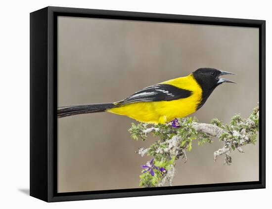 Audubon's Oriole (Icterus Graduacauda) Adult Perched, Starr Co., Texas, Usa-Larry Ditto-Framed Premier Image Canvas