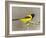 Audubon's Oriole (Icterus Graduacauda) Adult Perched, Starr Co., Texas, Usa-Larry Ditto-Framed Photographic Print