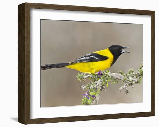 Audubon's Oriole (Icterus Graduacauda) Adult Perched, Starr Co., Texas, Usa-Larry Ditto-Framed Photographic Print