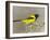 Audubon's Oriole (Icterus Graduacauda) Adult Perched, Starr Co., Texas, Usa-Larry Ditto-Framed Photographic Print