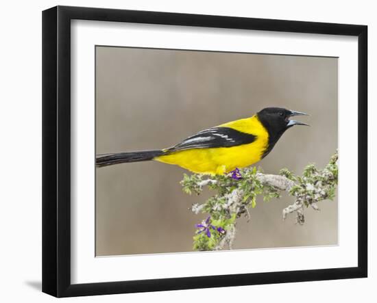 Audubon's Oriole (Icterus Graduacauda) Adult Perched, Starr Co., Texas, Usa-Larry Ditto-Framed Photographic Print