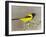 Audubon's Oriole (Icterus Graduacauda) Adult Perched, Starr Co., Texas, Usa-Larry Ditto-Framed Photographic Print