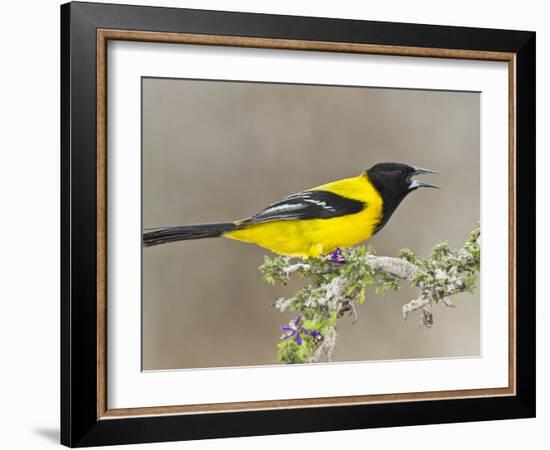 Audubon's Oriole (Icterus Graduacauda) Adult Perched, Starr Co., Texas, Usa-Larry Ditto-Framed Photographic Print