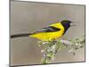 Audubon's Oriole (Icterus Graduacauda) Adult Perched, Starr Co., Texas, Usa-Larry Ditto-Mounted Photographic Print