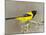 Audubon's Oriole (Icterus Graduacauda) Adult Perched, Starr Co., Texas, Usa-Larry Ditto-Mounted Photographic Print