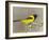 Audubon's Oriole (Icterus Graduacauda) Adult Perched, Starr Co., Texas, Usa-Larry Ditto-Framed Photographic Print