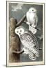 Audubon's Snowy Owl-John James Audubon-Mounted Art Print
