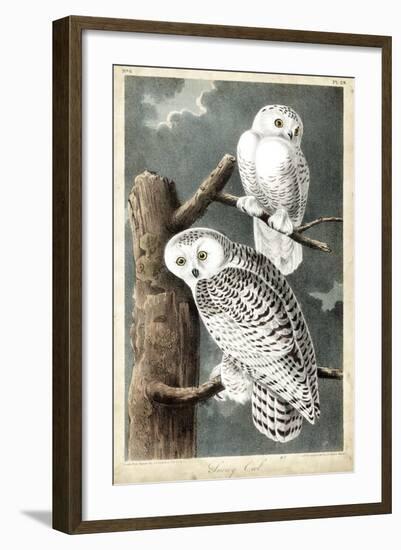 Audubon's Snowy Owl-John James Audubon-Framed Premium Giclee Print
