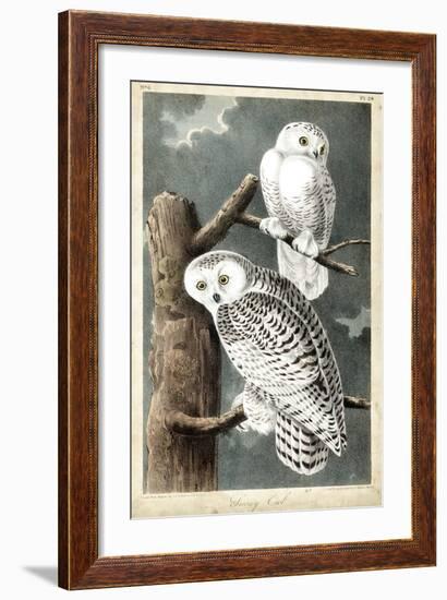 Audubon's Snowy Owl-John James Audubon-Framed Premium Giclee Print