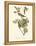Audubon's Vireo-John James Audubon-Framed Stretched Canvas