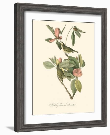 Audubon's Vireo-John James Audubon-Framed Art Print