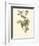 Audubon's Vireo-John James Audubon-Framed Art Print