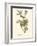 Audubon's Vireo-John James Audubon-Framed Art Print