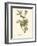 Audubon's Vireo-John James Audubon-Framed Art Print