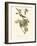 Audubon's Vireo-John James Audubon-Framed Art Print