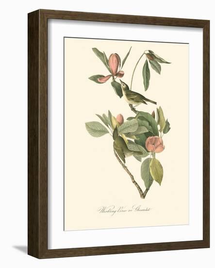 Audubon's Vireo-John James Audubon-Framed Art Print