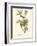 Audubon's Vireo-John James Audubon-Framed Art Print