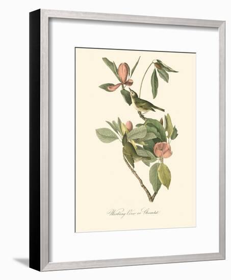 Audubon's Vireo-John James Audubon-Framed Art Print