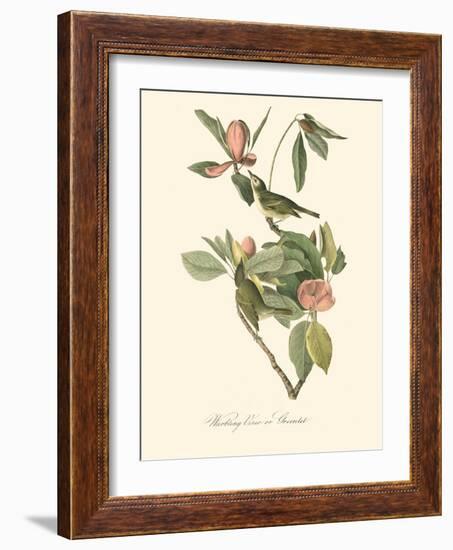 Audubon's Vireo-John James Audubon-Framed Art Print