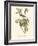 Audubon's Vireo-John James Audubon-Framed Art Print