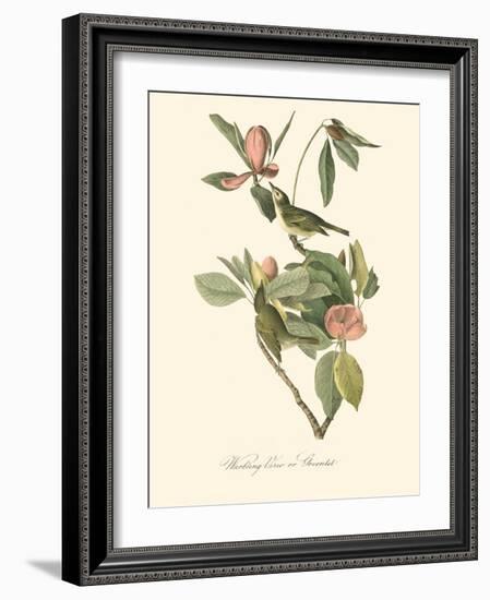 Audubon's Vireo-John James Audubon-Framed Art Print