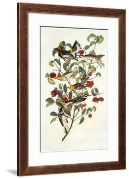 Audubon's Warbler-John James Audubon-Framed Premium Giclee Print