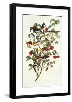 Audubon's Warbler-John James Audubon-Framed Premium Giclee Print