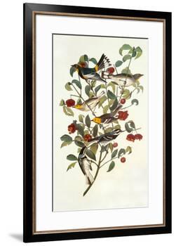 Audubon's Warbler-John James Audubon-Framed Premium Giclee Print