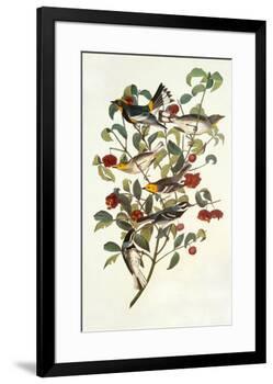 Audubon's Warbler-John James Audubon-Framed Premium Giclee Print