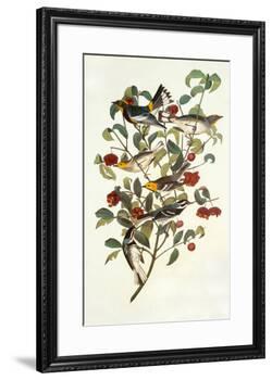 Audubon's Warbler-John James Audubon-Framed Premium Giclee Print