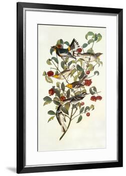 Audubon's Warbler-John James Audubon-Framed Premium Giclee Print