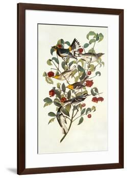 Audubon's Warbler-John James Audubon-Framed Premium Giclee Print