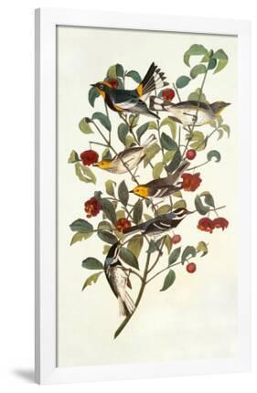 Audubon's Warbler-John James Audubon-Framed Premium Giclee Print
