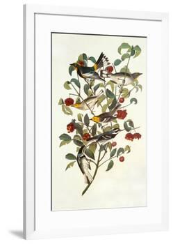 Audubon's Warbler-John James Audubon-Framed Premium Giclee Print